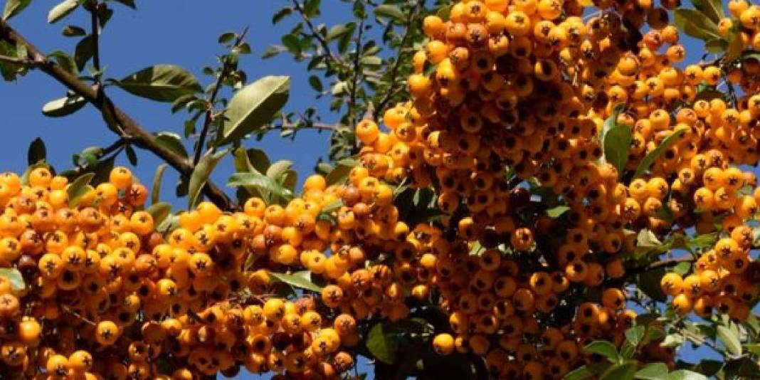 Tüm Dünya için çok önemli ama sadece Türkiye’de yetişiyor! Hem vitamin hem mineral deposu: Altın kadar değerli bir besin 4